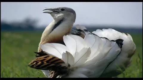 Amazing birds _ flying birds, Bird Documentary, Beautiful Birds