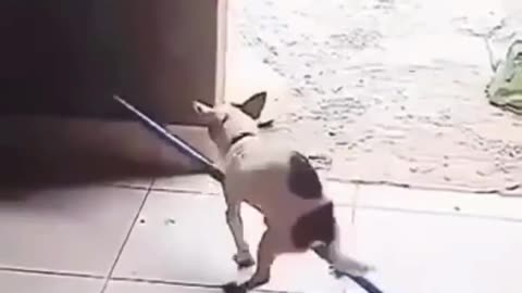 Юмор дети собачки котики