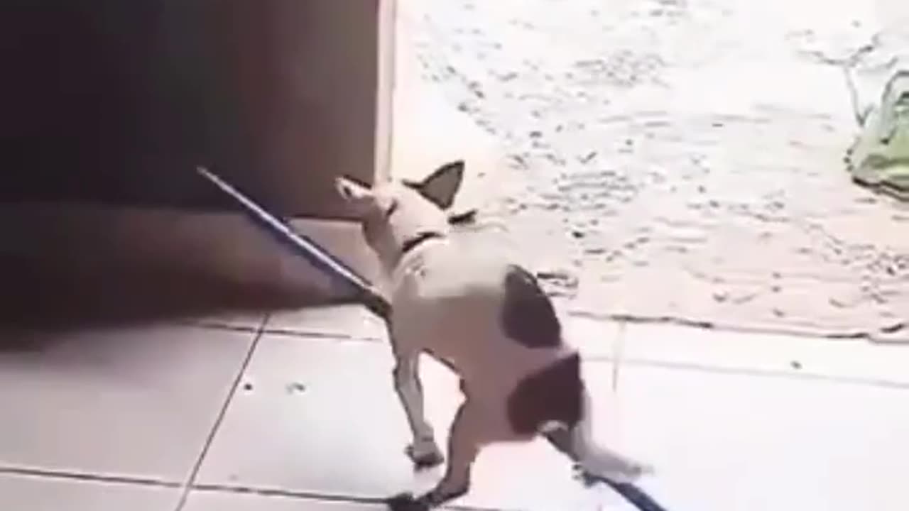 Юмор дети собачки котики