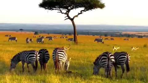 🦓 Surprising Zebra Facts You Didn’t Know!