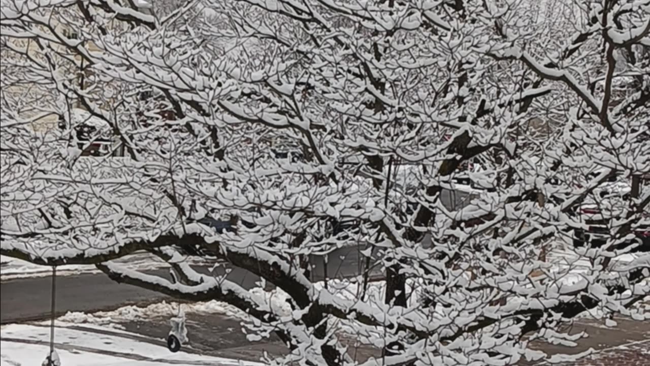 Snow on the trees