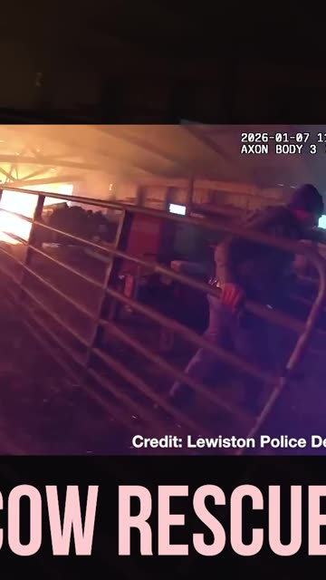 Cow Rescue! Conservationists & Police Rescue Bovines from Burning Barn