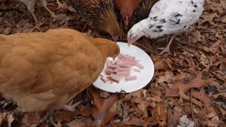 Took my babies a ham treat on another cold, clammy day.