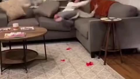 Dog Breeding Prank. What do you think about it? 🐔🥹