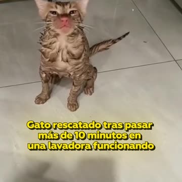 Gato se queda atascado en lavadora y su dueña lo rescata a tiempo