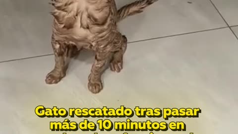 Gato se queda atascado en lavadora y su dueña lo rescata a tiempo