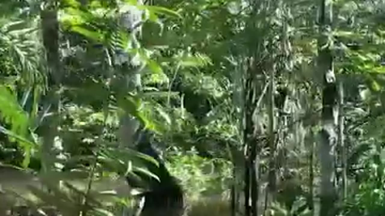 Ancient Terrifying Creatures Hindi ng in Amazon Jungle