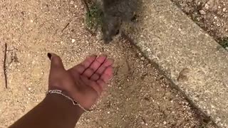 🥰🐿 Aww, This Little Squirr Will Melt Your Heart | FunFM