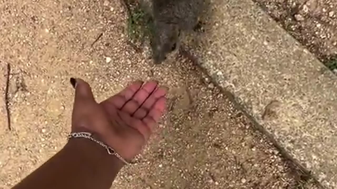 🥰🐿 Aww, This Little Squirr Will Melt Your Heart | FunFM