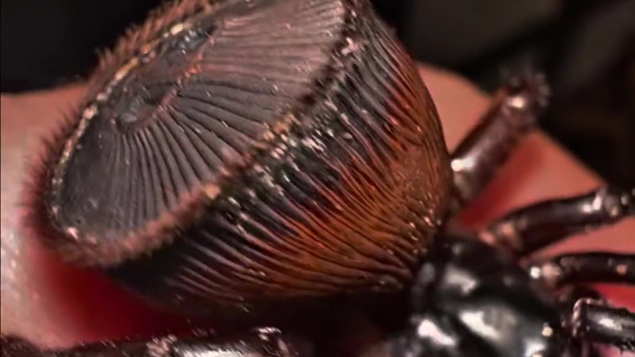 ✨🕷️ The Chinese Hourglass Spider's Unique Shape! Nature's Masterpiece | FeedMyCuriosity