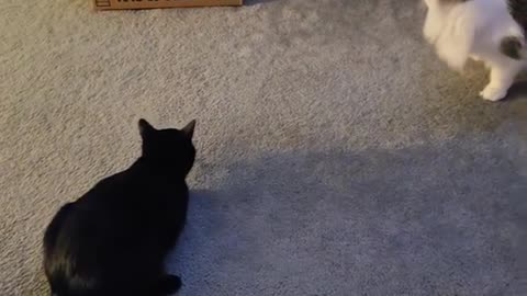 adhesive cat chase ball for make active your cat