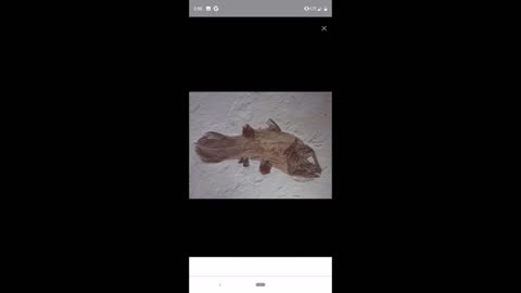 The secret to the Coelacanth's survival?