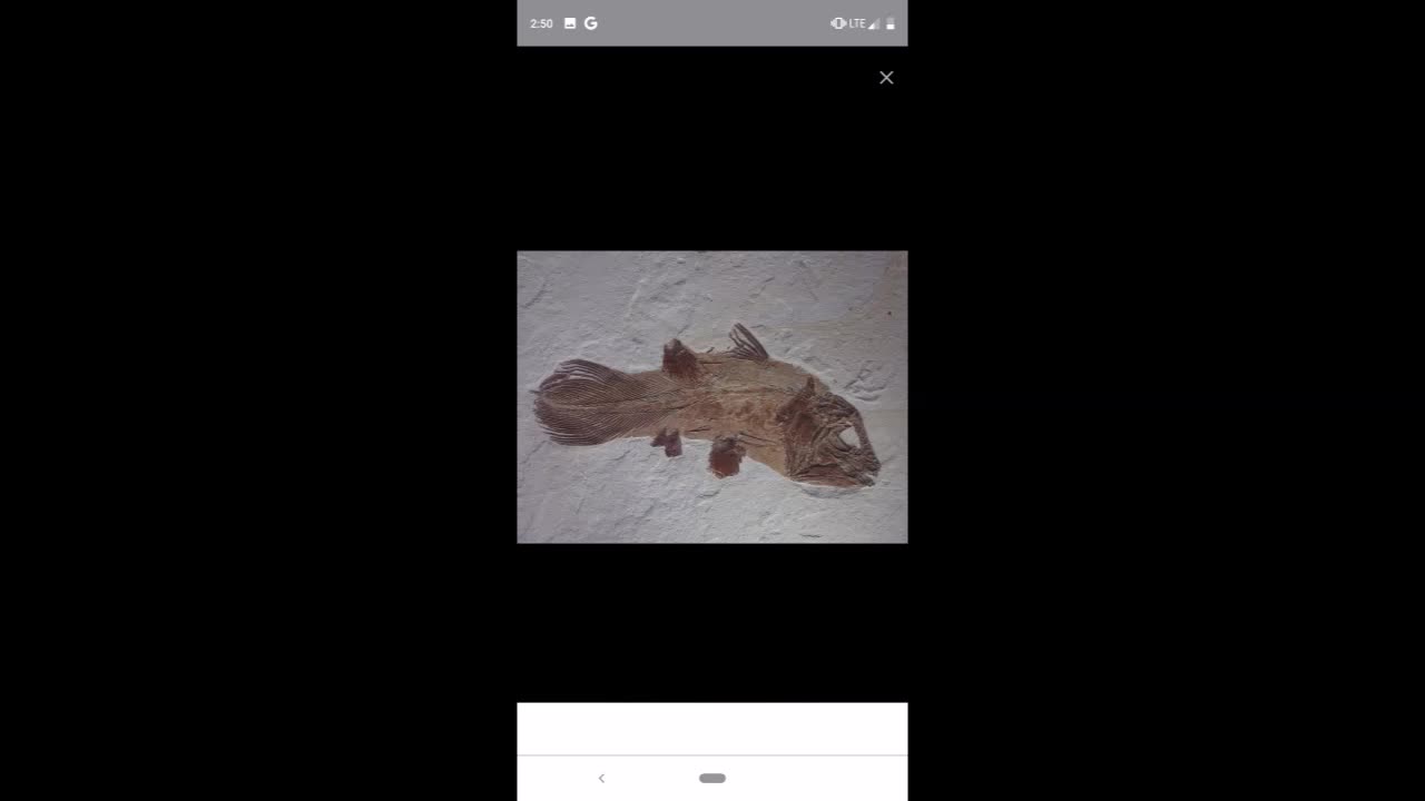 The secret to the Coelacanth's survival?