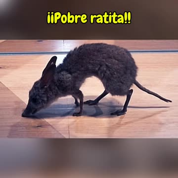 ¡Pobre ratita!
