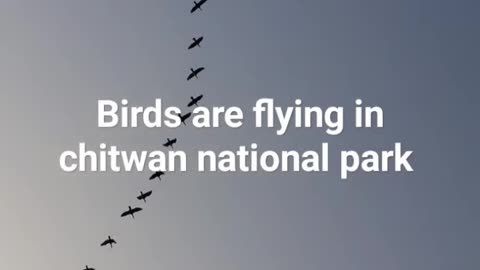 Birds are flying in sauraha sky