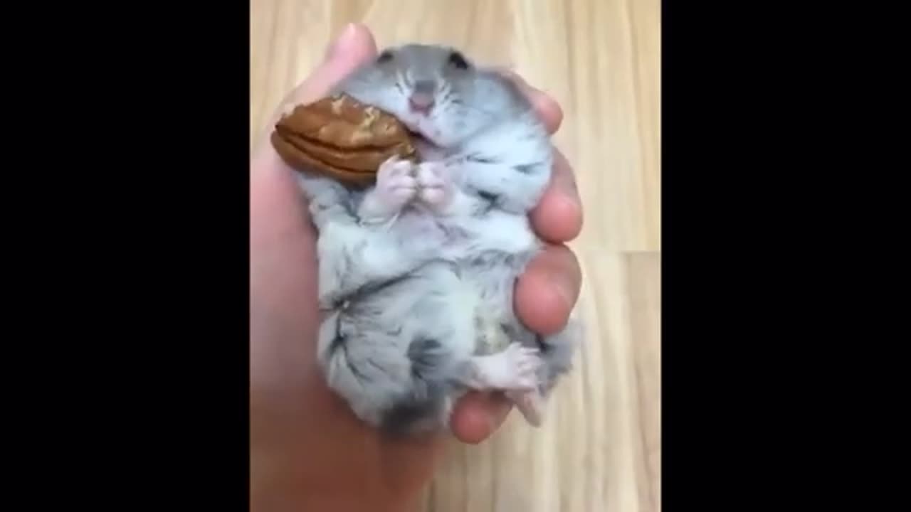 Funny Cute Cat - Try Not To Laugh...