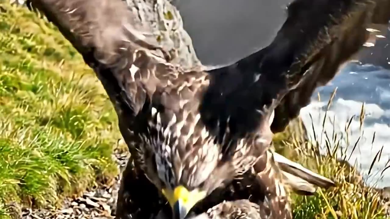Eagle Saves Its Enemy