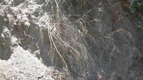 Google street view shows the dead brush around powerlines