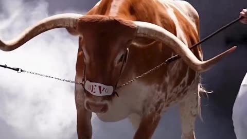 Code choas #shorts #shorts #viralshorts #viralvideo #trendingshorts #motivation #succes #trending