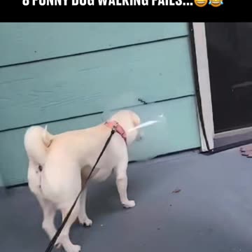 Walking the dog doesn’t always go to plan 🥴😂