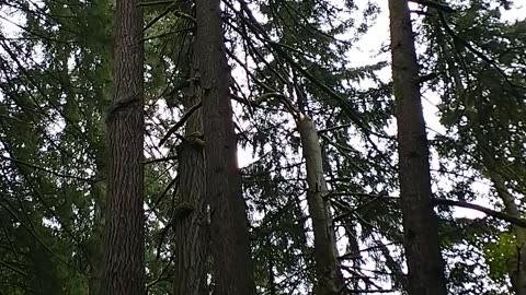 Portland Oregon Audubon society