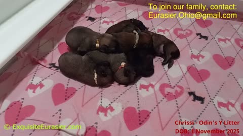 Exquisite Eurasiers Chrissi's Y Litter