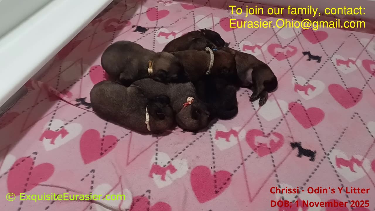 Exquisite Eurasiers Chrissi's Y Litter