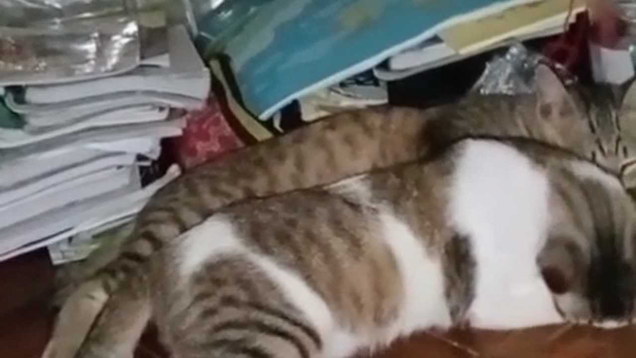 "Hilarious Cat Twins Sync Their Sleep Dance on the Table — Perfectly in Chaos!"