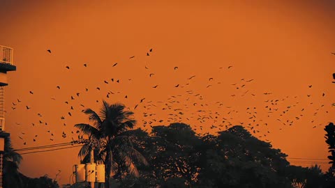 natural environment street vew diaries