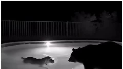 Pool Party