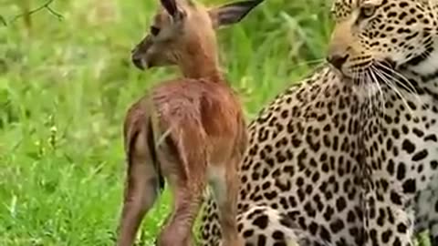 animals