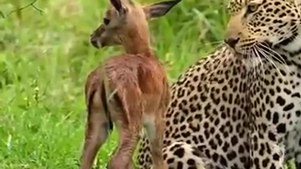 animals