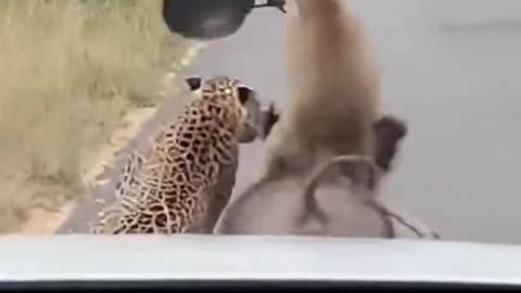 The monkey gets angry and hits the tiger with a sauce pan.🤣🤣🤣😍