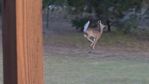 bear chasing the deer