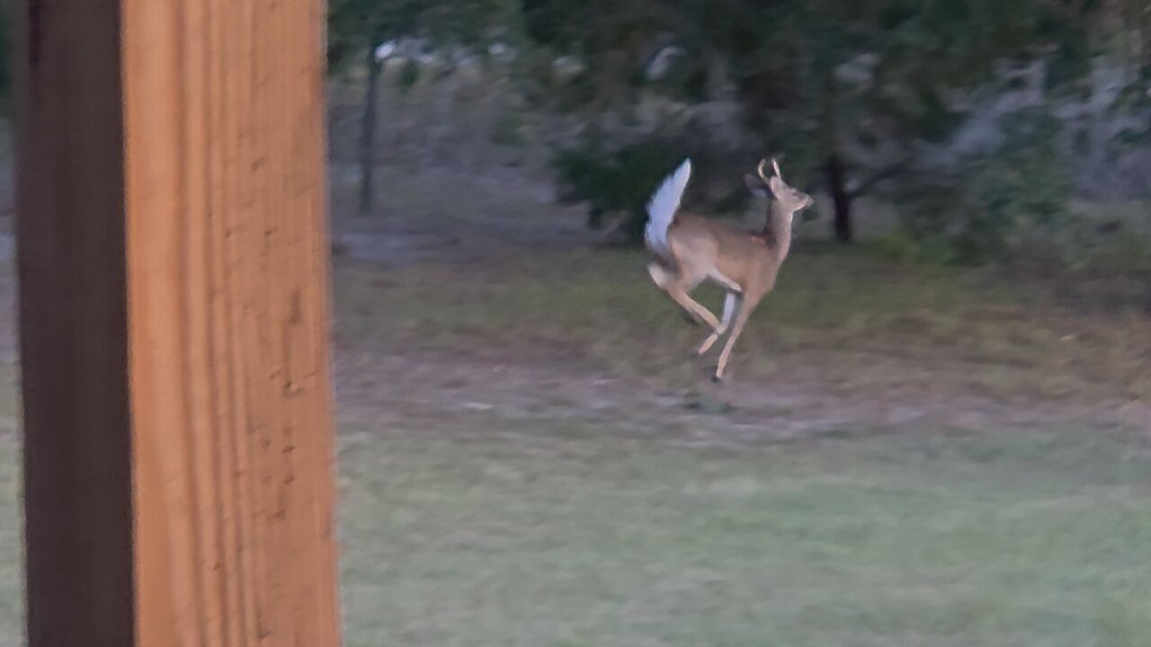 bear chasing the deer