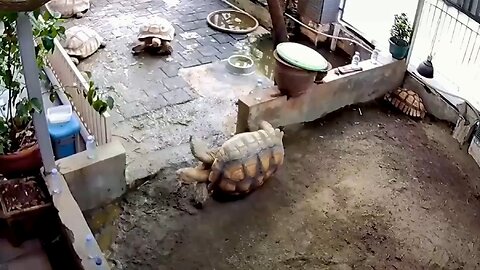 The story of two turtles is more dramatic than all modern cinema.