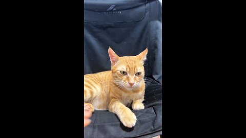 Ketika otak kucing gak singkron
