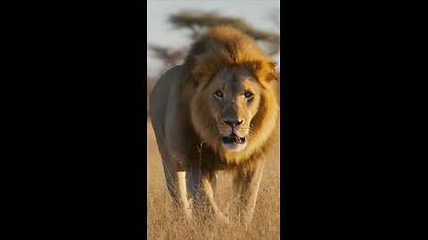 Animal planet animals