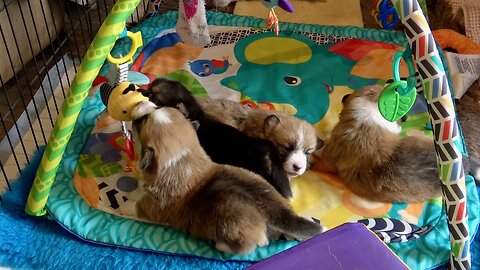 Seven's Litter Week 3