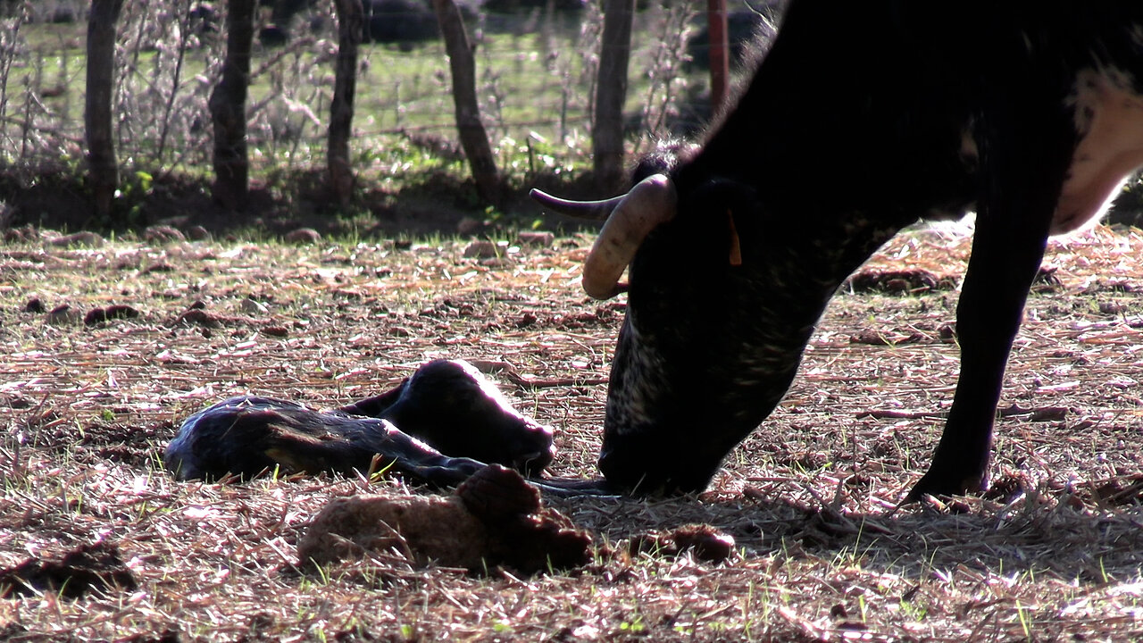 GANADERÍA EL SOLDAO