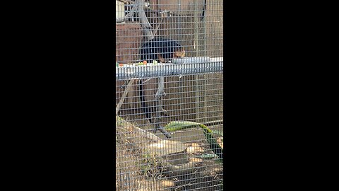 golden-headed lion tamarin 🐒 #primates #monkeys #shorts #followme #trending #viral