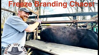 Kids, Cattle, and Chaos!