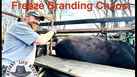 Kids, Cattle, and Chaos!