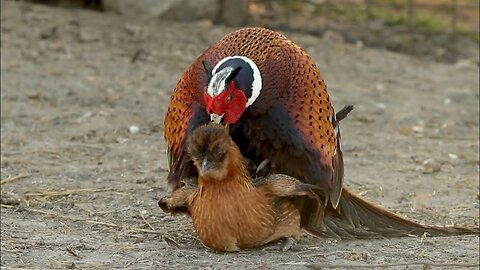 Pheasant breeding Chickens (re upload).