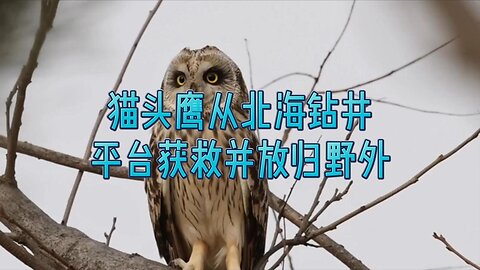猫头鹰从北海钻井平台获救并放归野外