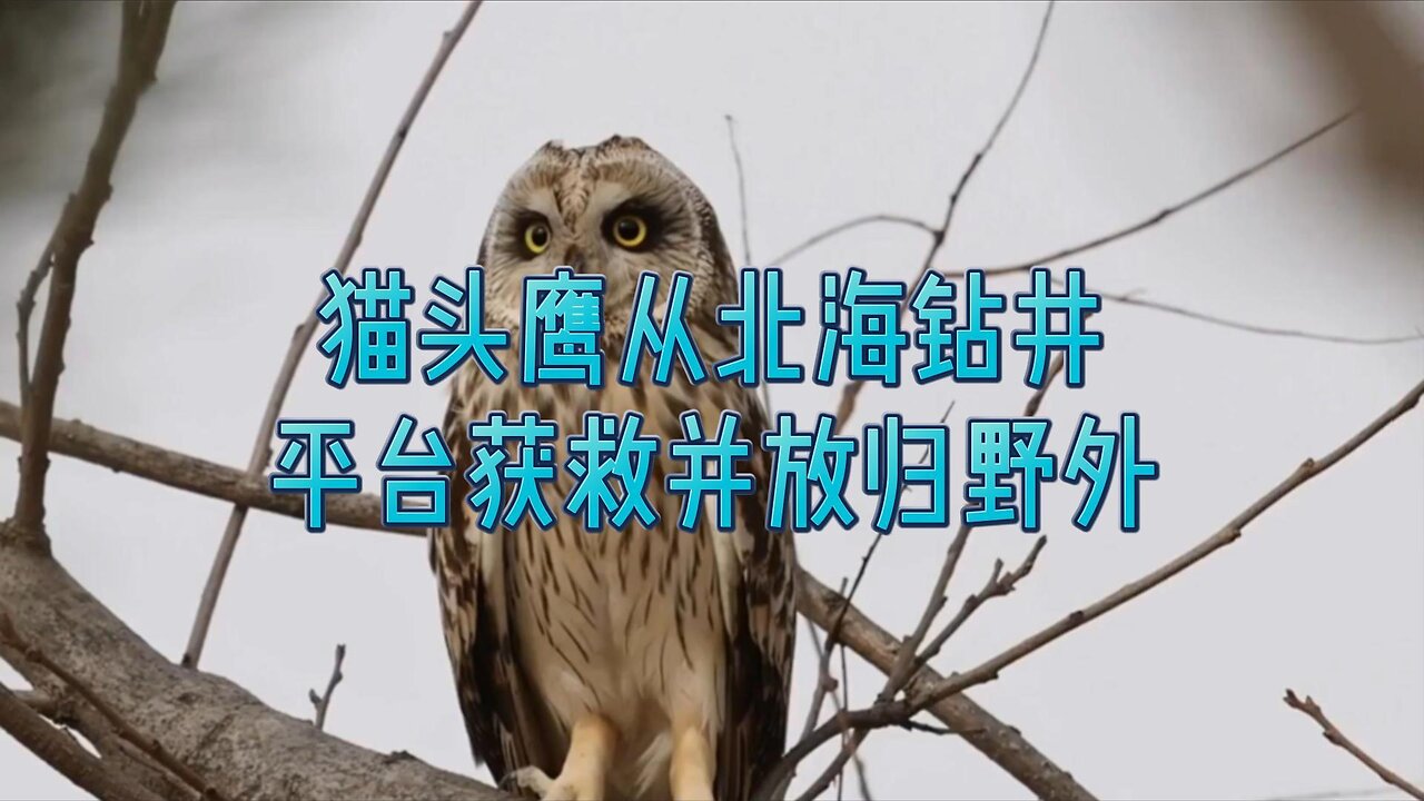 猫头鹰从北海钻井平台获救并放归野外