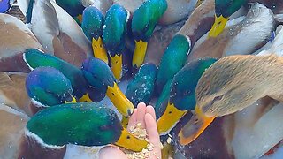 My First Chaotic Hand Feeding of Artic Ducks This Year