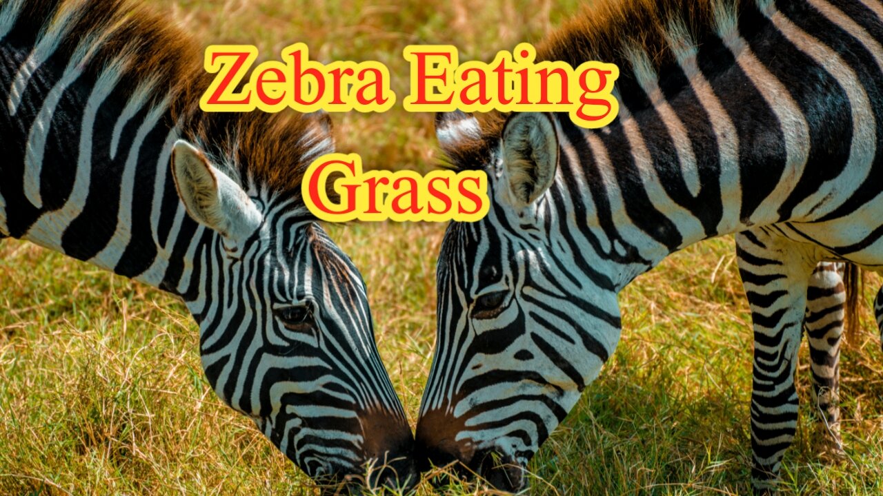 Zebra Eating Grass | Beautiful Wildlife Natural Sean's with Relaxing Sound #naturelovers #wildlife