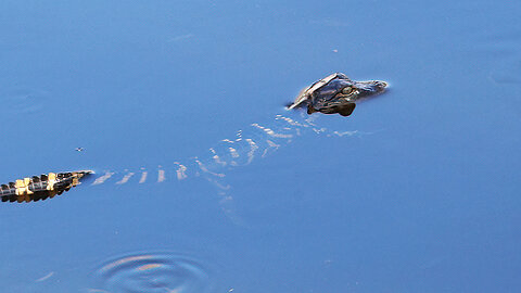 Baby Gator