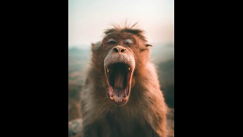 Monkey eating orange hahaha